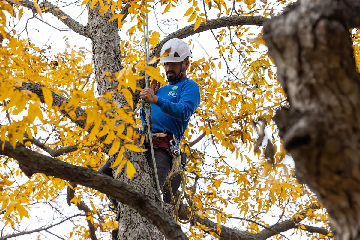 Skilled Tree Trimming crew working in Fayette